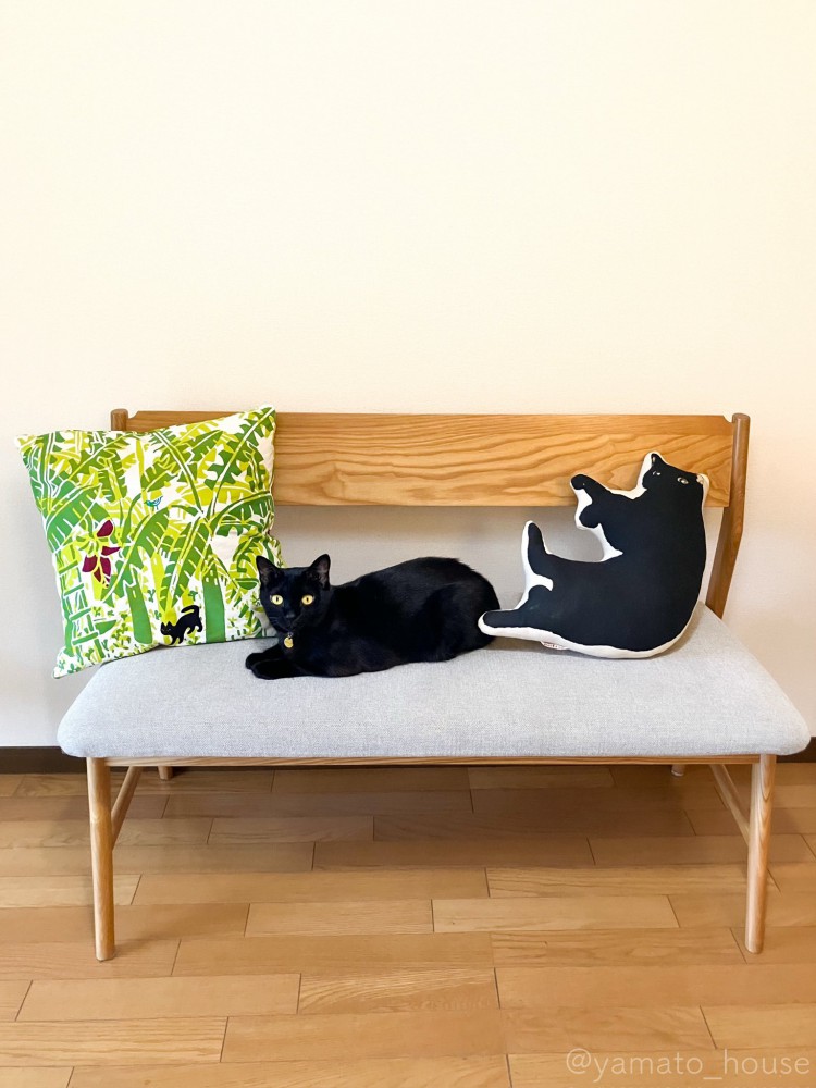 長椅子に座る黒猫