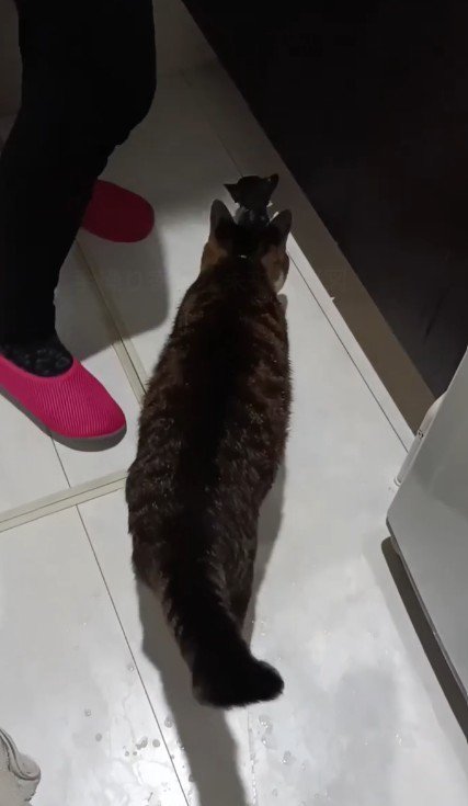 洗面所を歩く猫