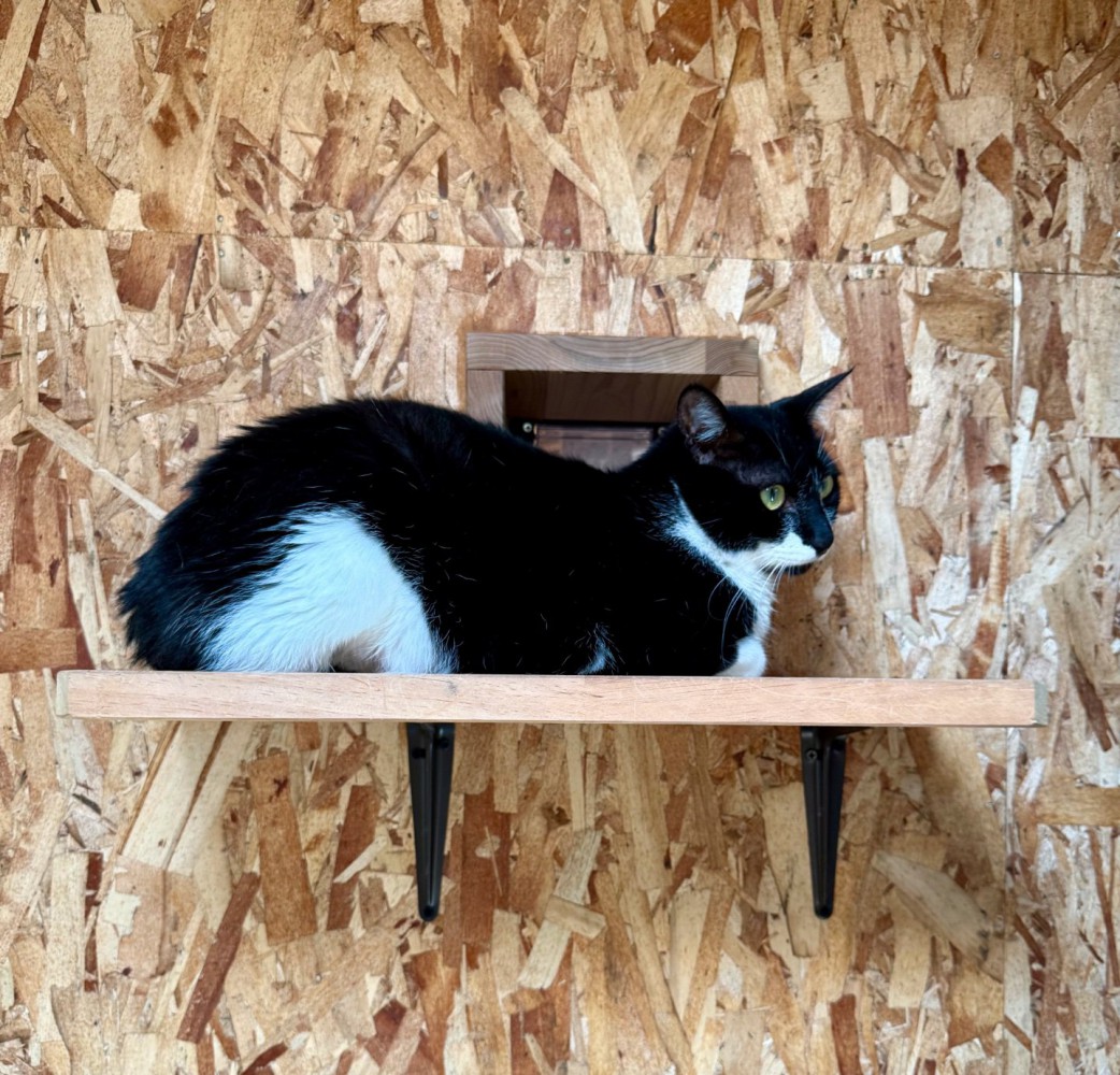 高いところで休む猫