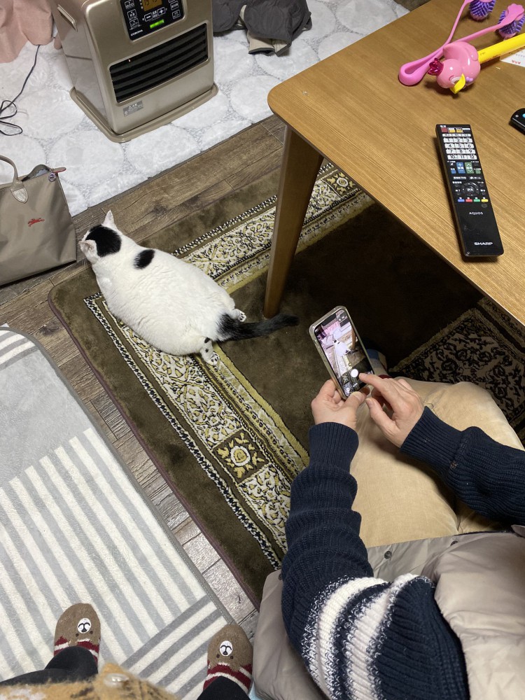 スマホで写真を撮る人と猫の後ろ姿