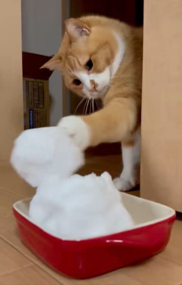 猫パンチする猫