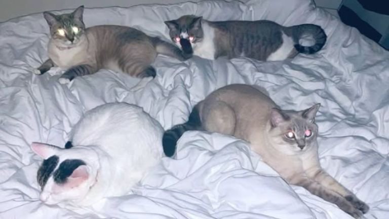 ベッドにいる猫たち