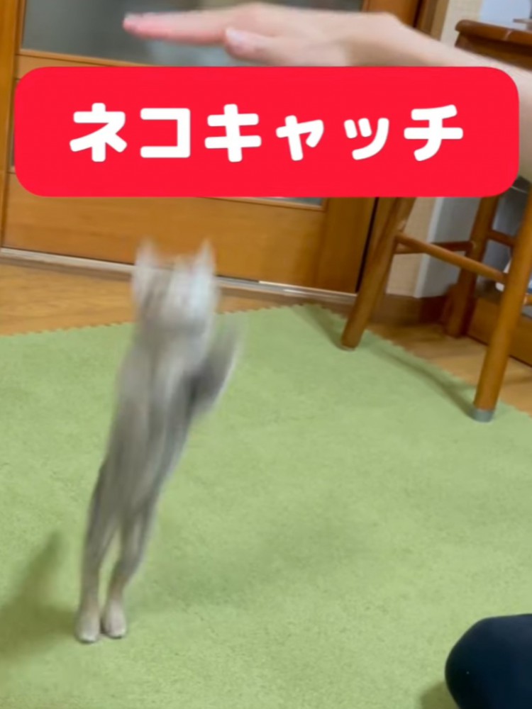 子猫が飛んだ瞬間