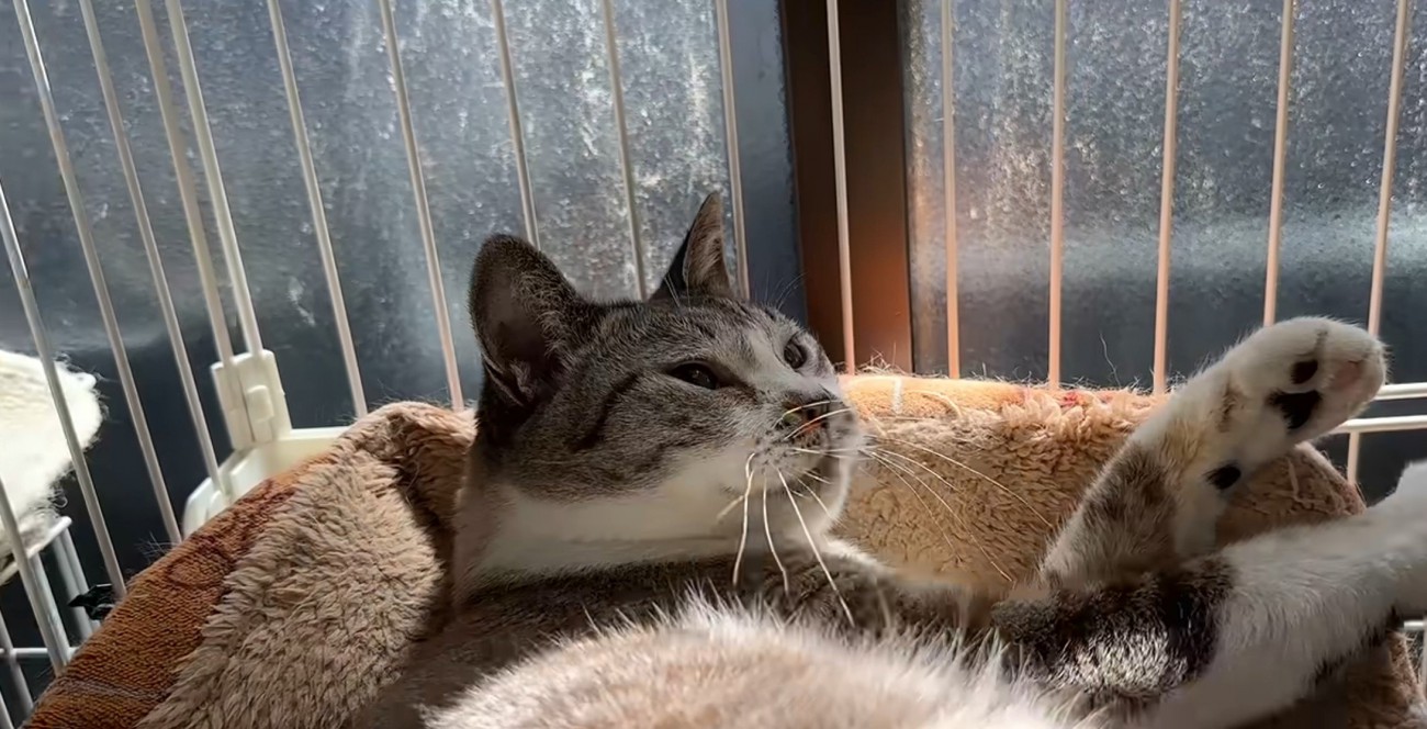 見上げる猫