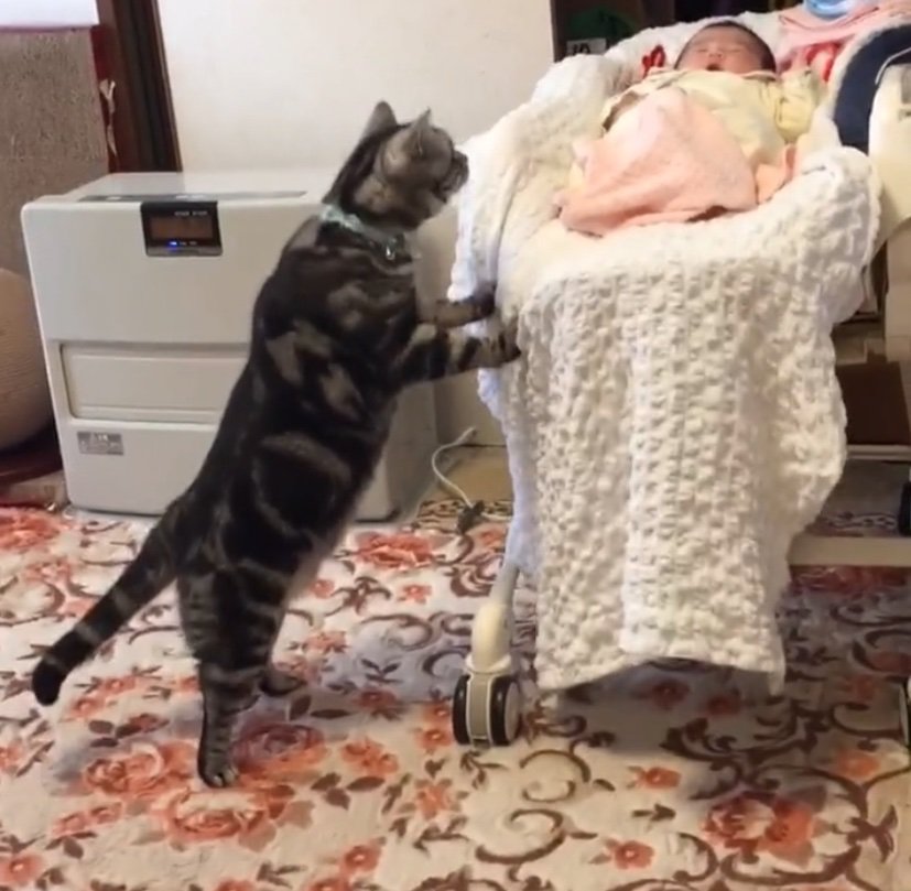 赤ちゃんを覗き込む猫