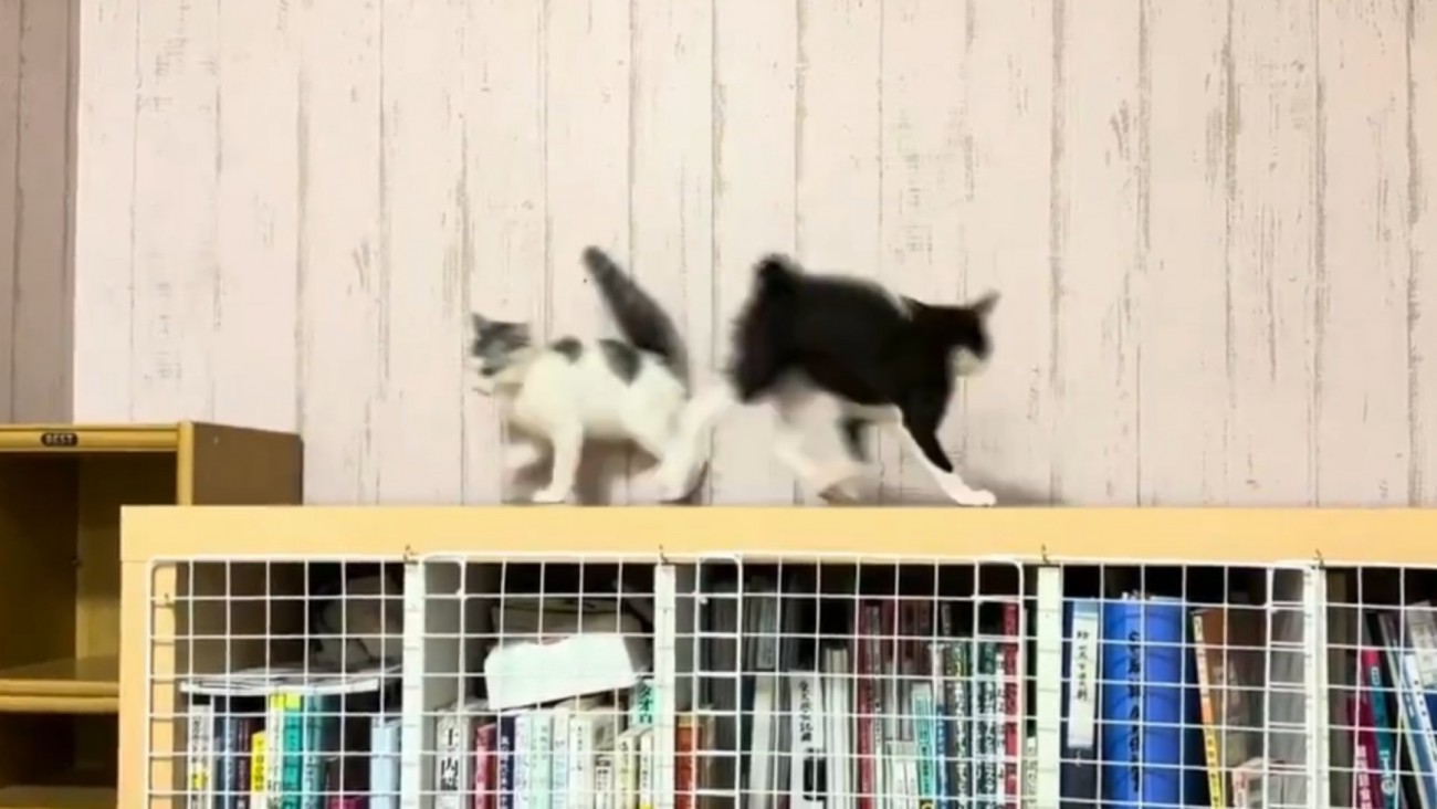 すれ違う2匹の子猫