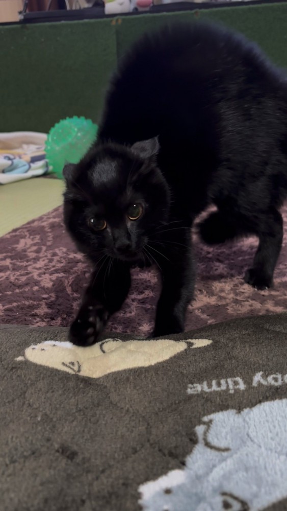 威嚇している黒猫さん