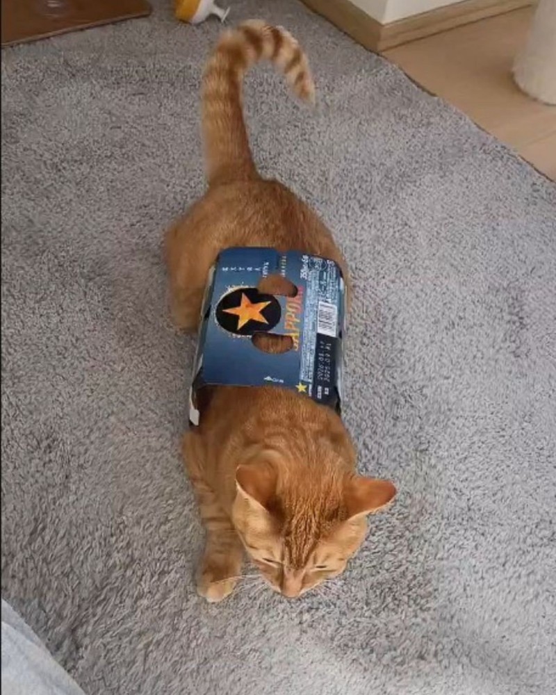 ビールの空き箱に入った猫