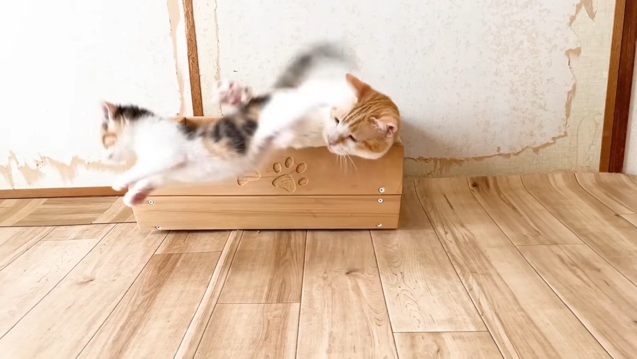 飛び跳ねる三毛ちゃん