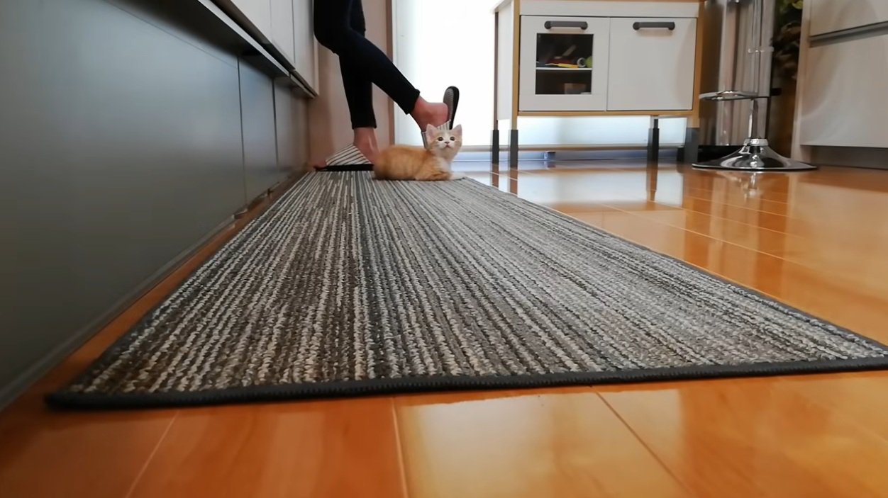 料理をしている飼い主とキッチンマットにいる子猫