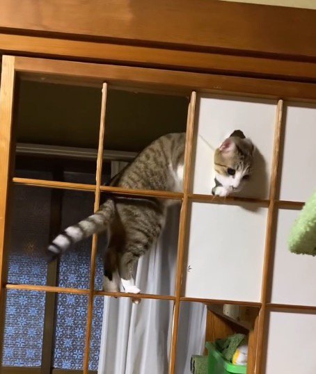 障子に開いた穴に頭を入れる猫
