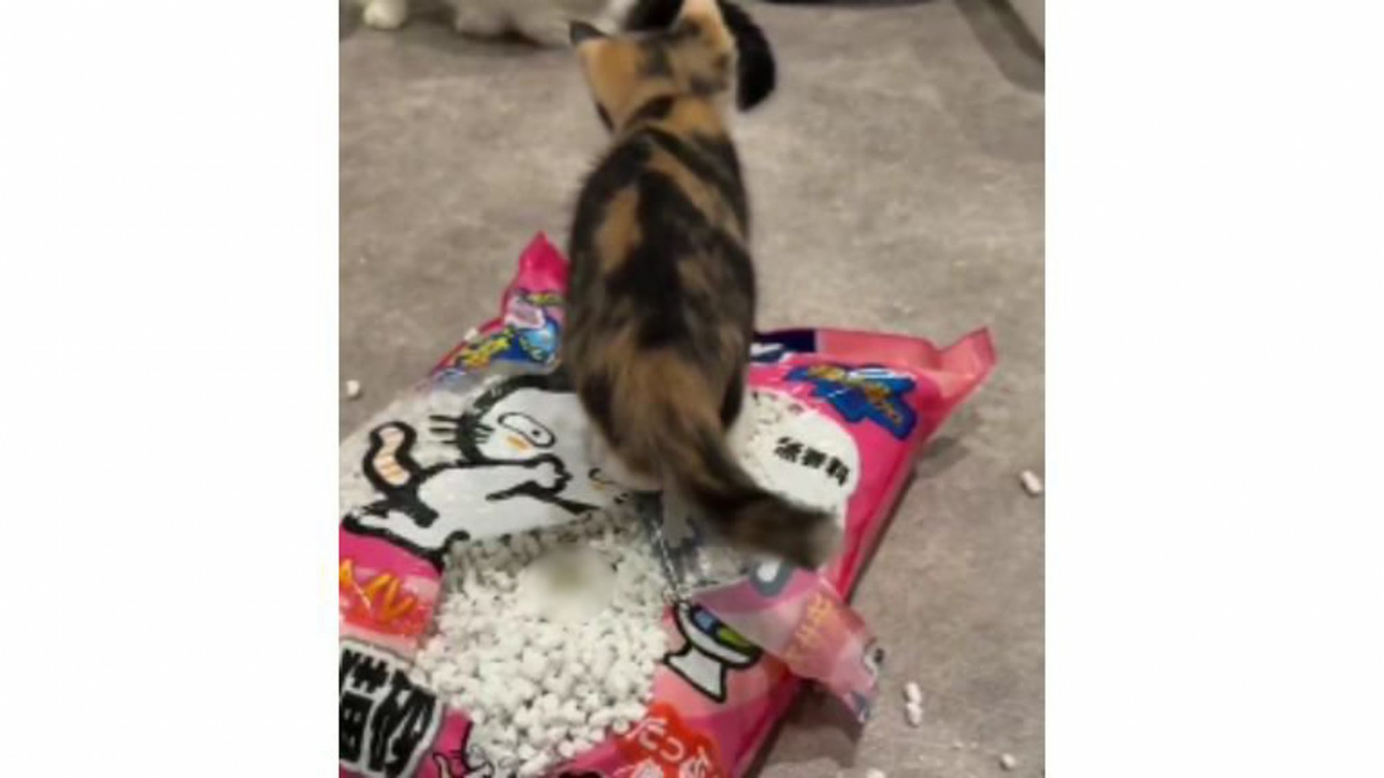 猫砂の袋に乗っている猫