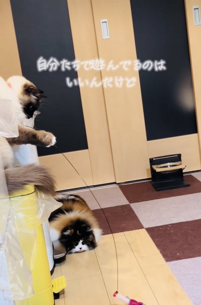 おもちゃで遊ぶラグドールとスコティッシュフォールド