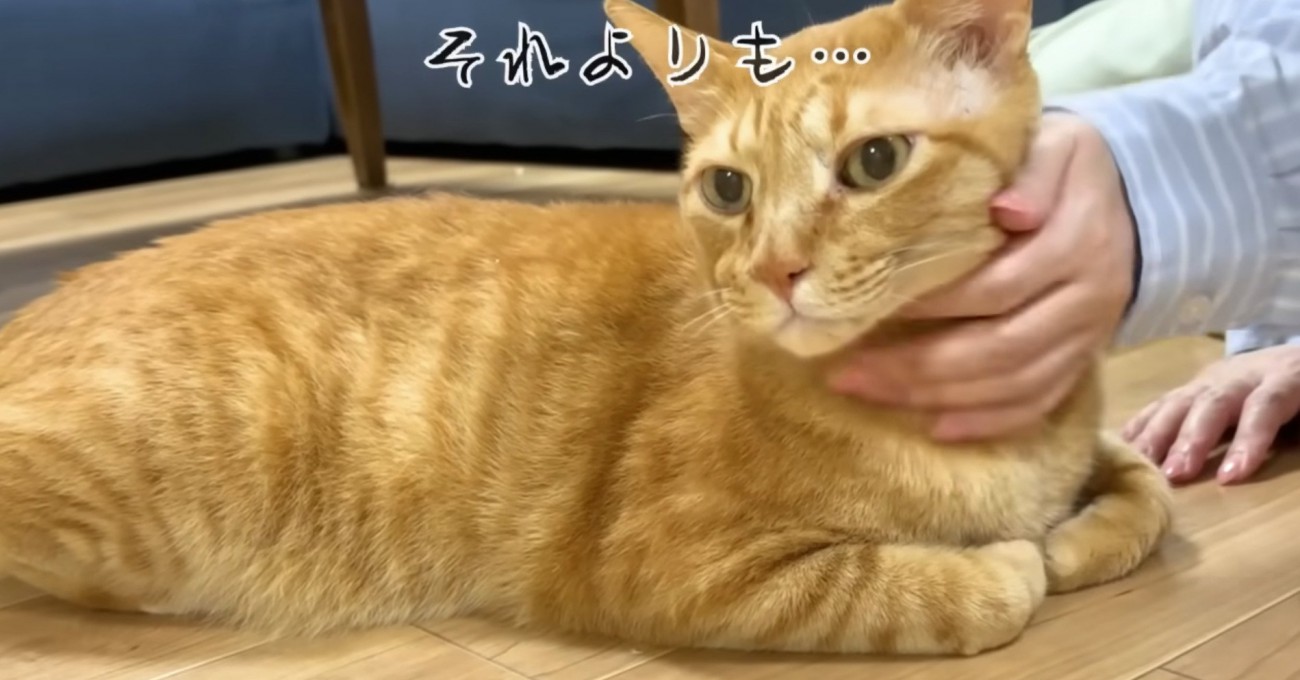 不服そうなまるとら