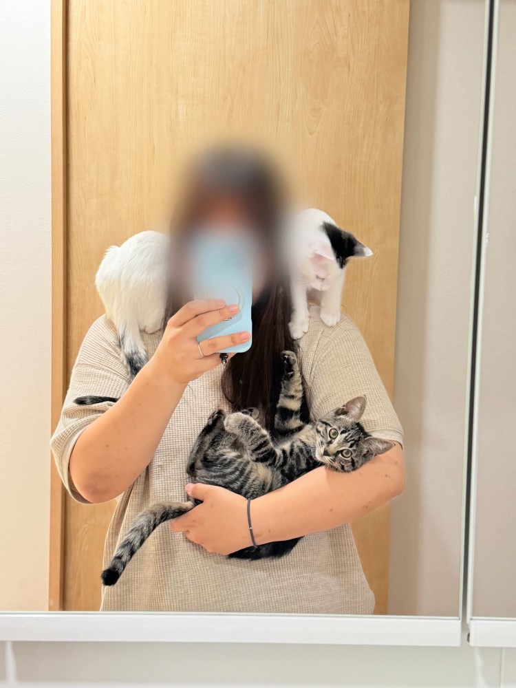 人に抱っこされる子猫と肩に乗る子猫たち