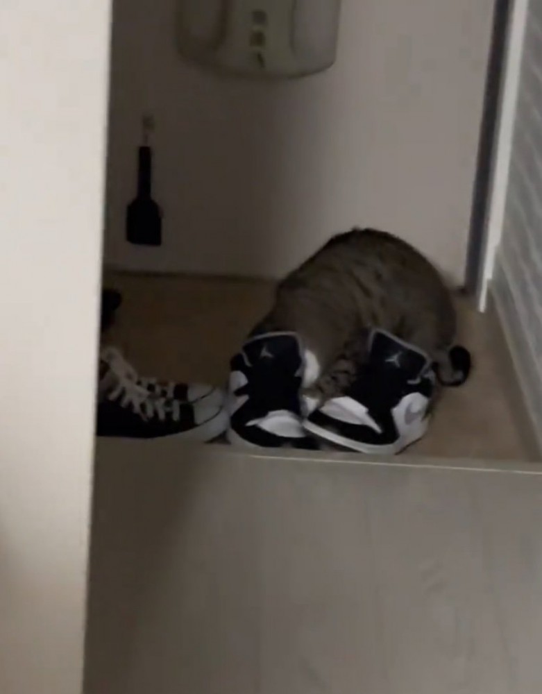 靴に顔を突っ込む猫