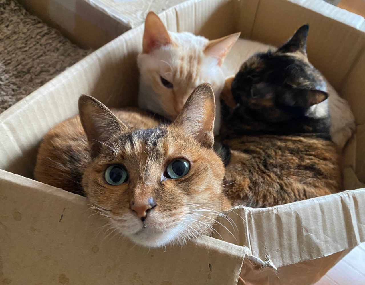 箱に詰まっている猫3匹