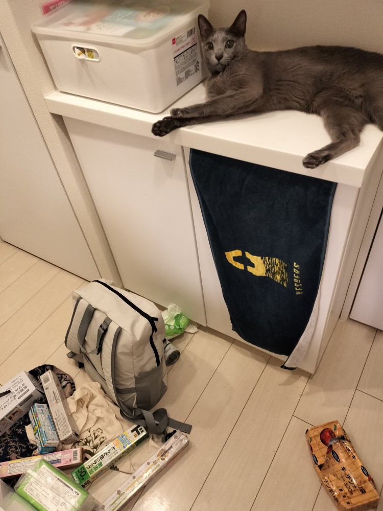 棚の上の物を落として、棚の上でくつろぐ猫