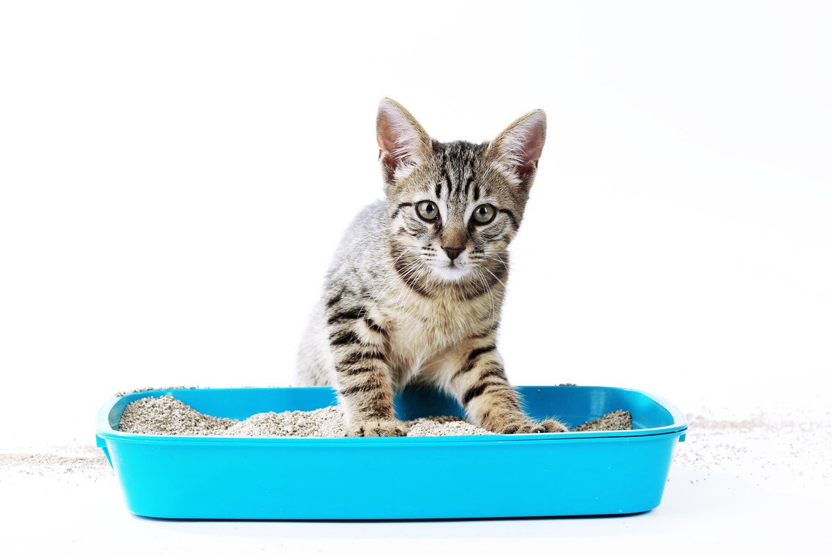 猫がトイレの砂を散らかす原因4つ 飼い主ができる対策方法とは | ねこちゃんホンポ