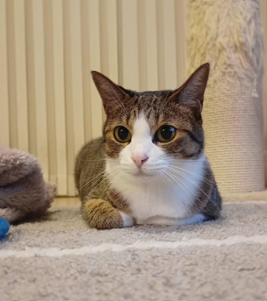 香箱で座るキジ白猫