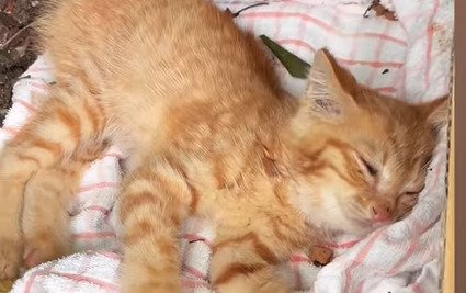 公園で横たわる猫2