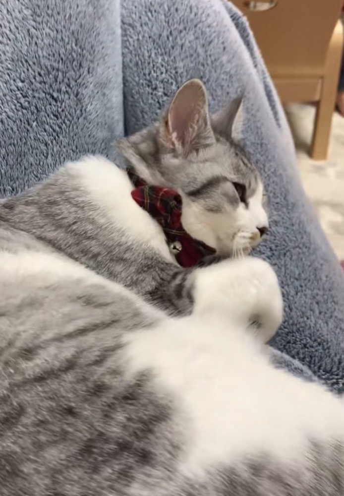 膝の上で寝転がる猫