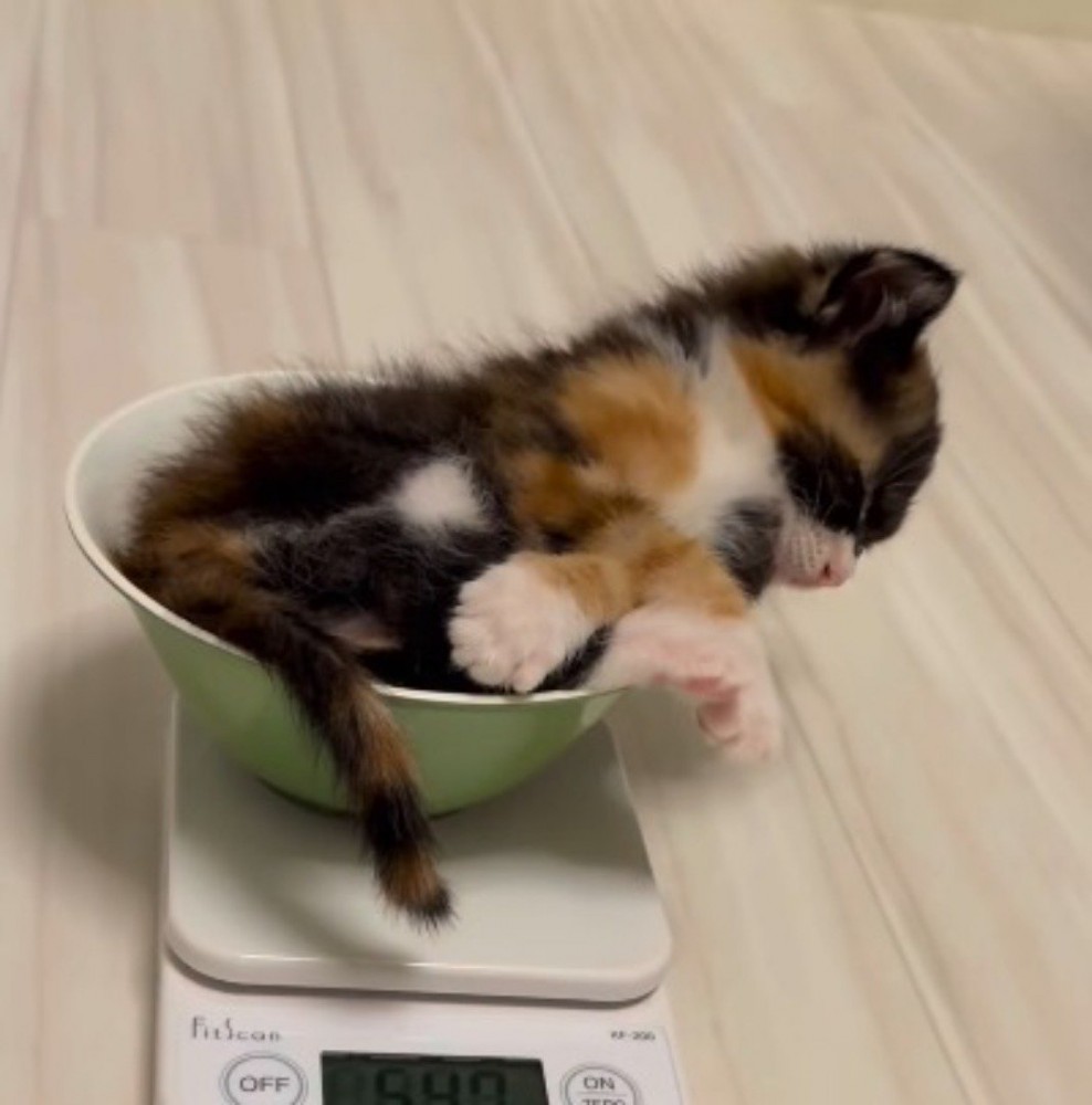 皿の中に入ってうたた寝する子猫