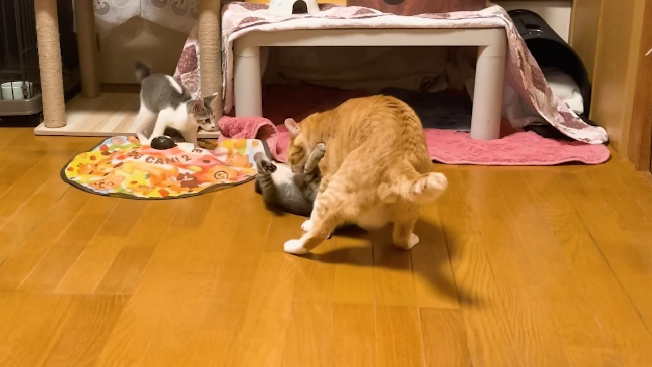 仰向けでじゃれるこうくん