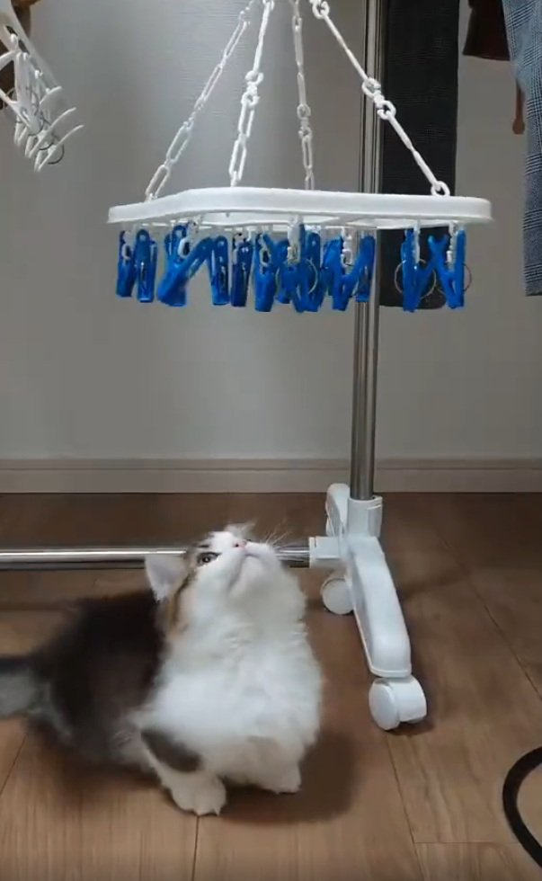 狙いを定める猫