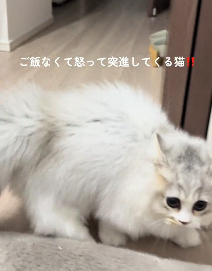 突進する猫