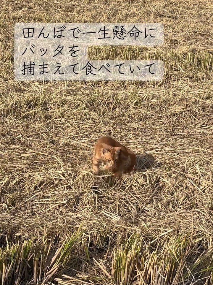 田んぼにいる子猫