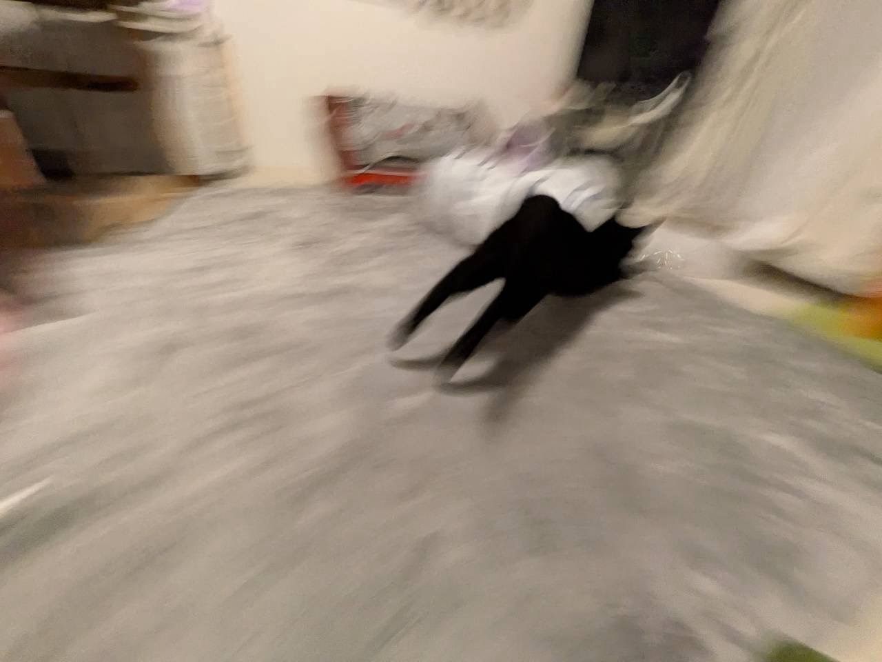 部屋の奥に走って行く猫の後ろ姿