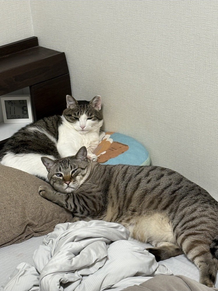 サバ白猫とキジトラ