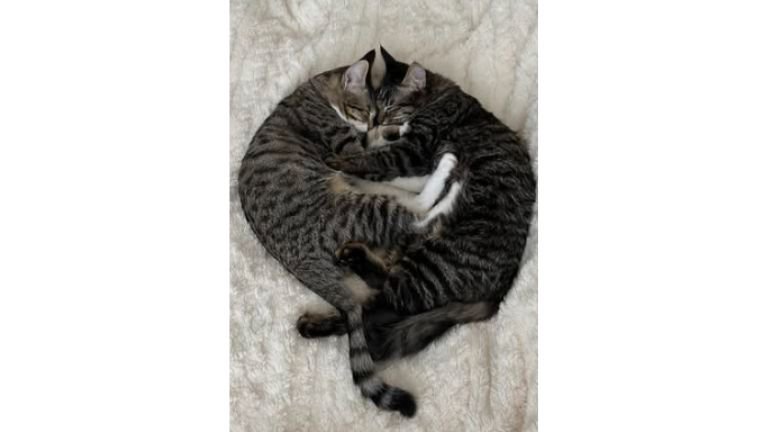 寝ている猫たち