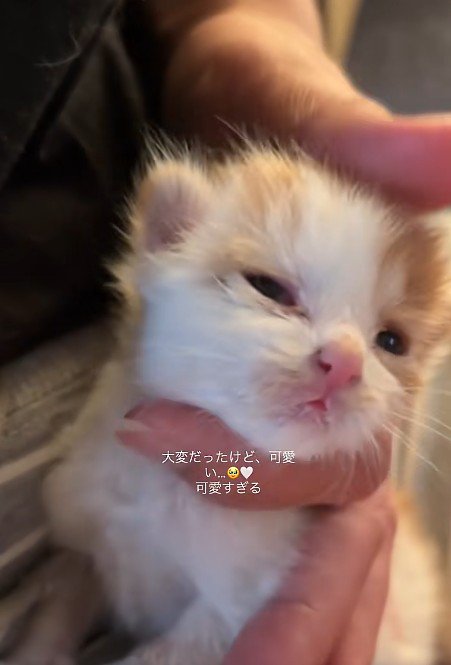 なでられる子猫