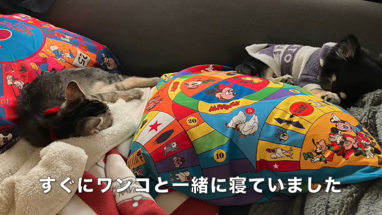 寝ている猫と犬