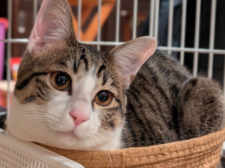 丸い輪郭と目の猫