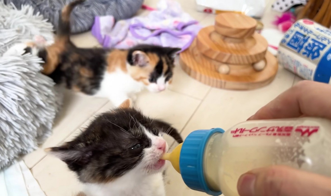 哺乳瓶を咥えてミルクを飲む子猫