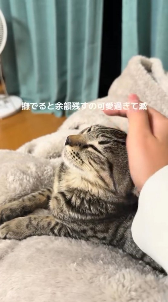 飼い主に撫でられて耳を後ろに倒す猫