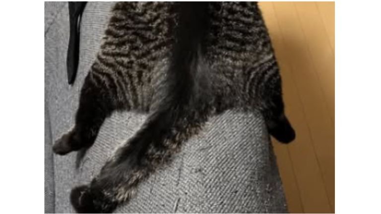 ソファにいる猫たち