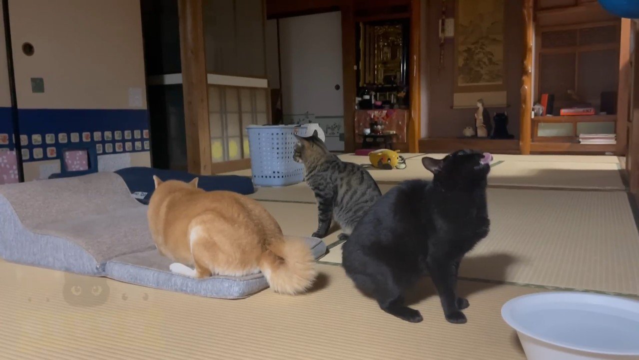 上を向いた姿