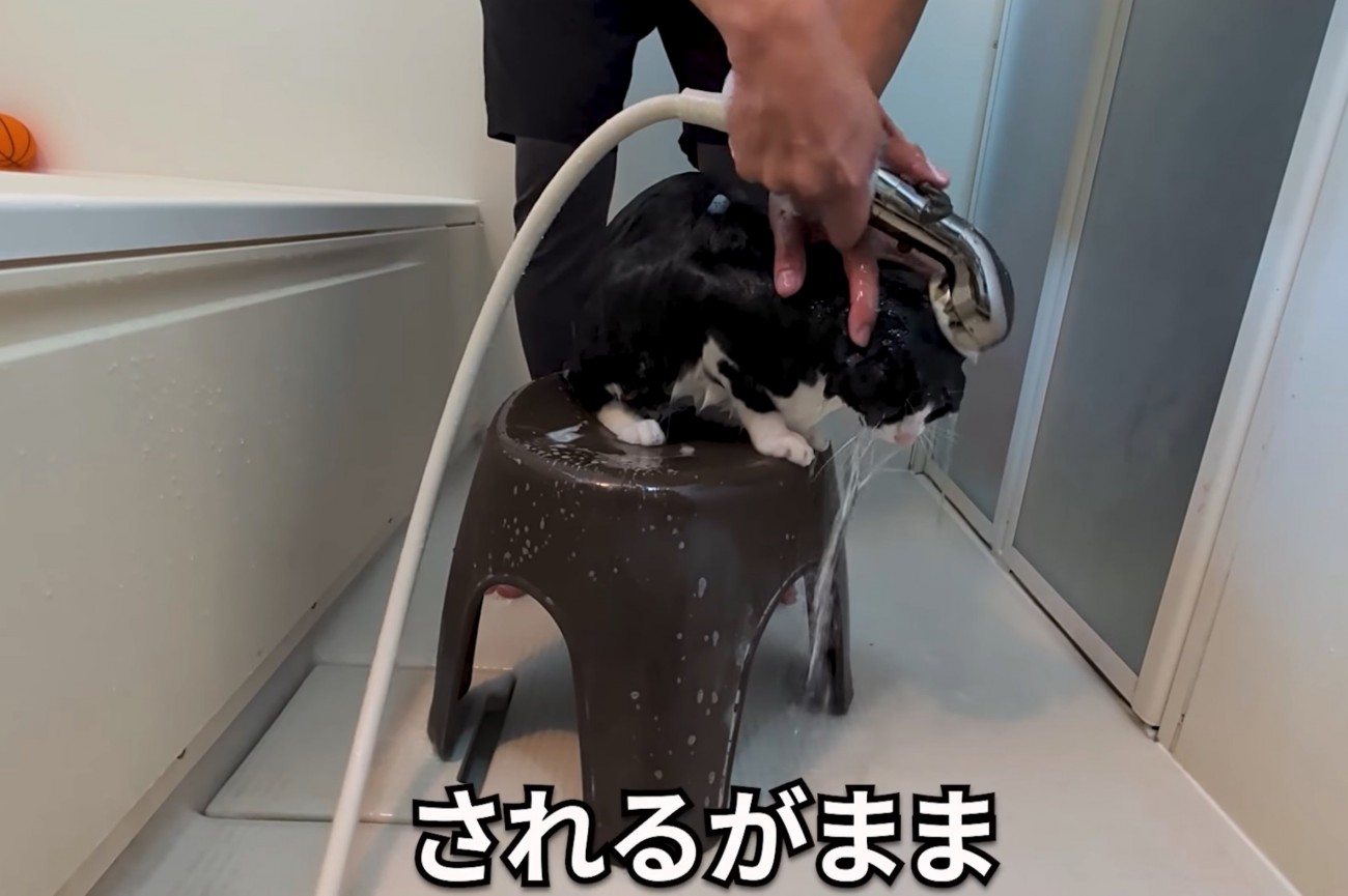 シャンプーする猫2