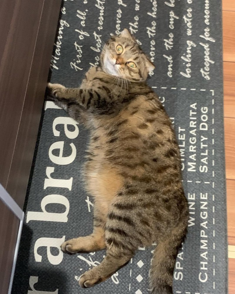 キッチンで転がる猫