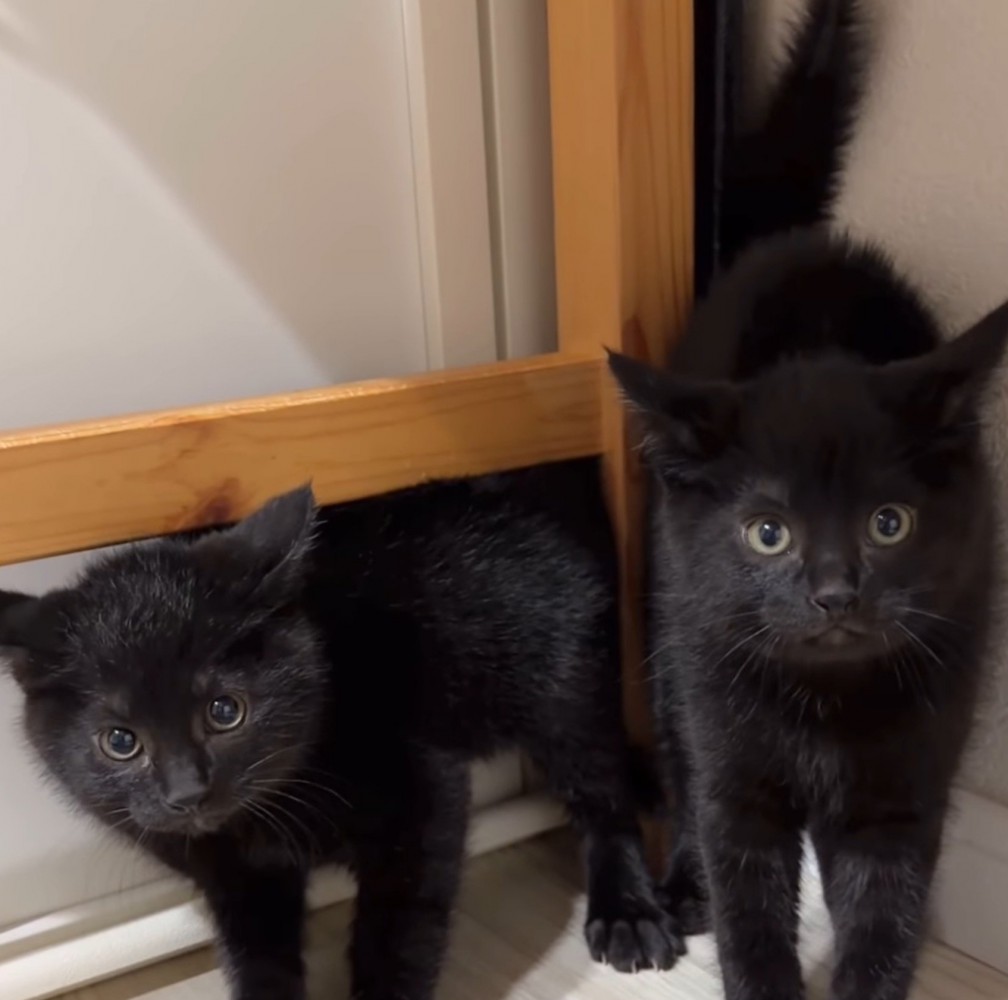 毛としっぽを立てて警戒する2頭の黒い子猫