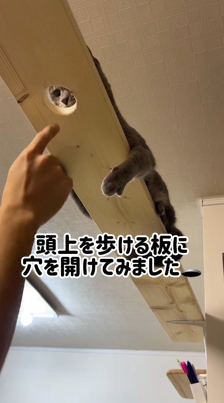 キャットウォークに開いた穴を見つめる猫