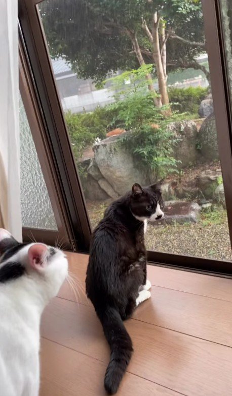 外を見る猫