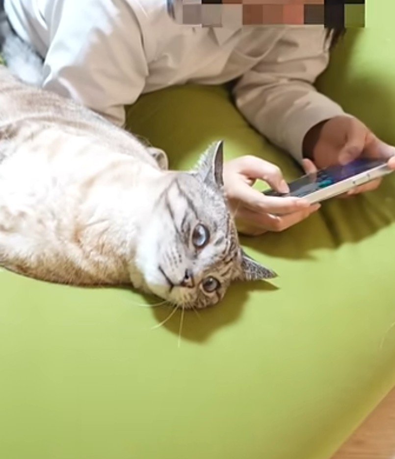 衝撃顔の猫とスマホで遊ぶ人間