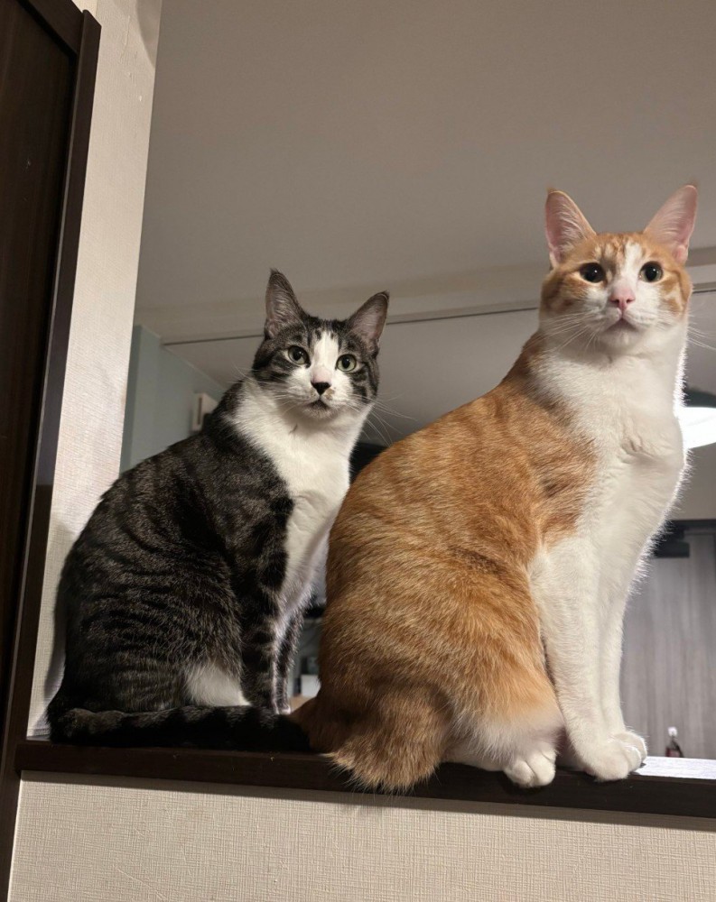 猫2匹が右を向いて座っている