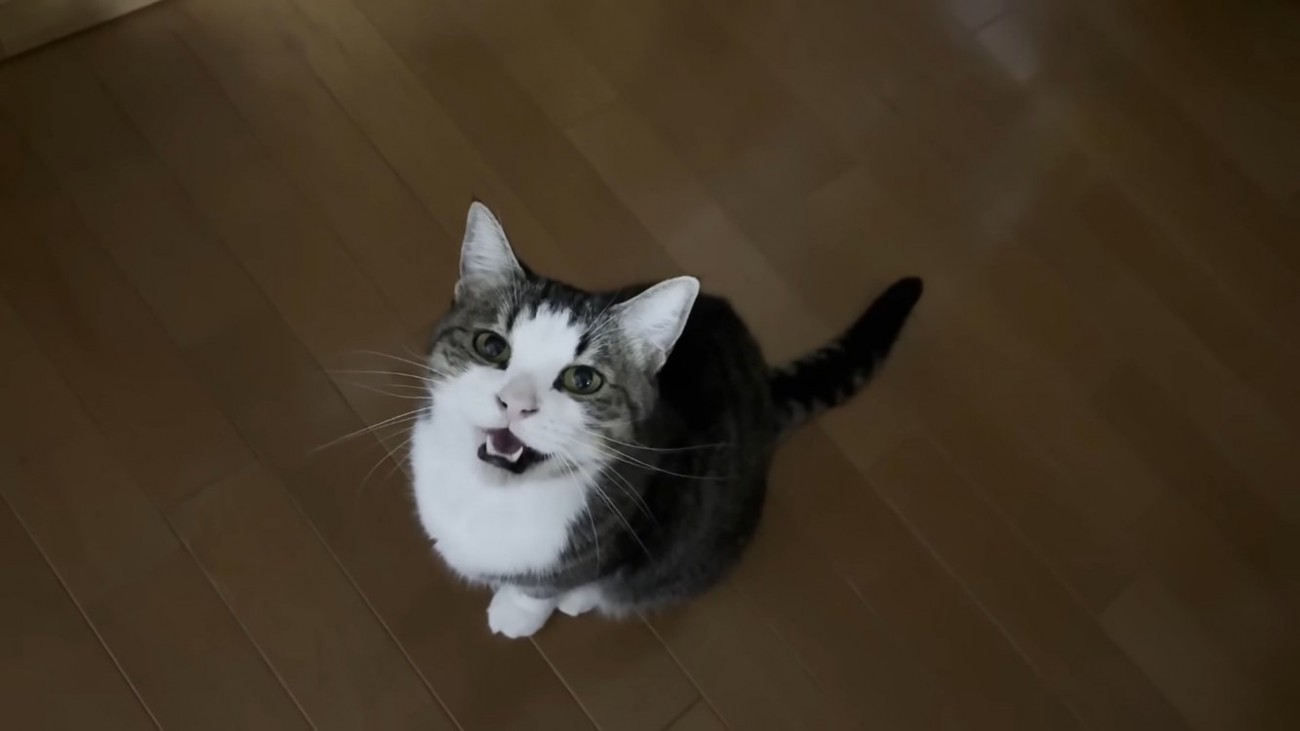 パパにサイレントニャーするキジ白猫