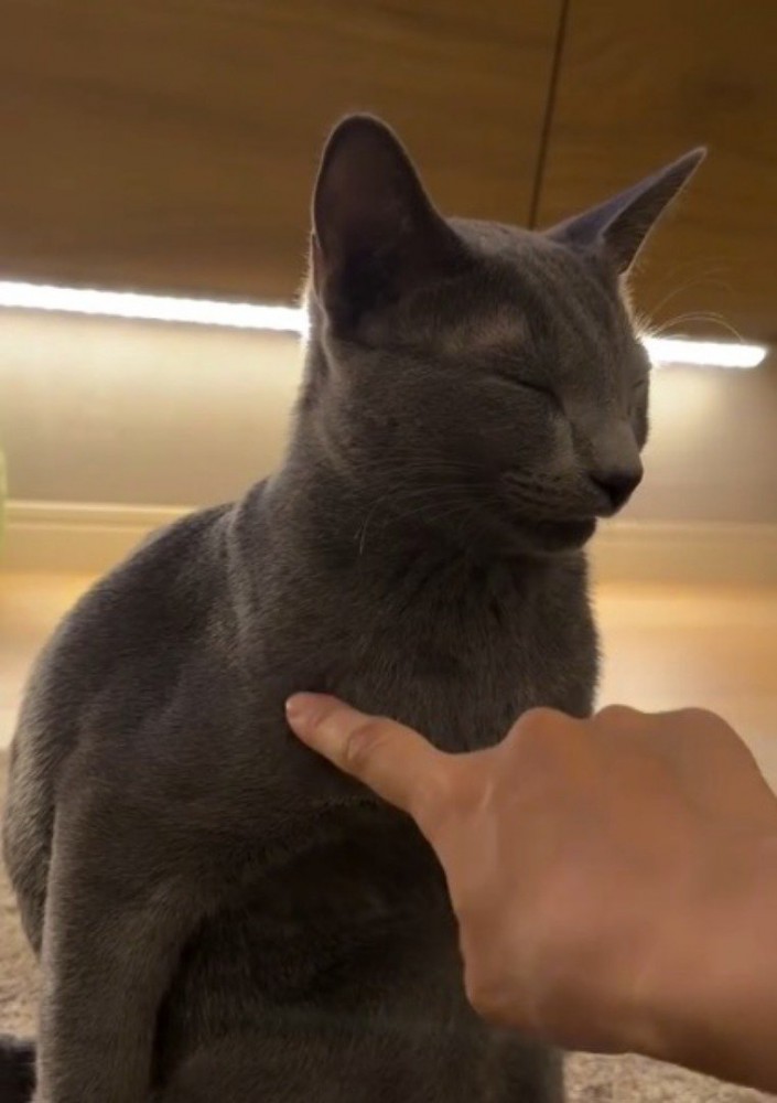 猫の肩に指で触れる飼い主